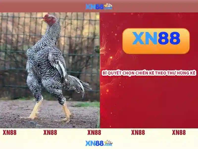 Trải nghiệm người dùng và phản hồi cộng đồng