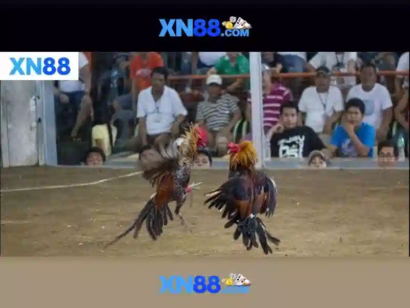 nhà cái xn88: Trải nghiệm đỉnh cao với xn88 bet vip và xn88 tải