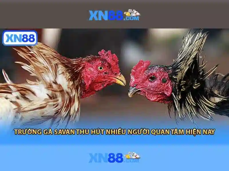Xn88 - Giới thiệu và đánh giá nền tảng chơi game trực tuyến