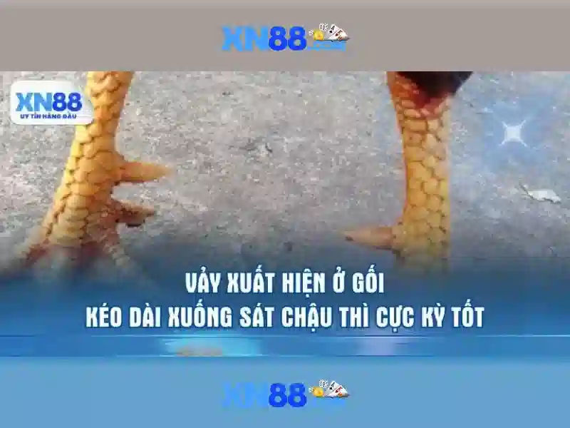 Xn88: Nền tảng cá cược trực tuyến nổi bật tại Việt Nam