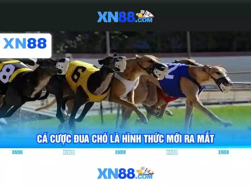 xn88: Định nghĩa, chức năng và ảnh hưởng trong cộng đồng trực tuyến