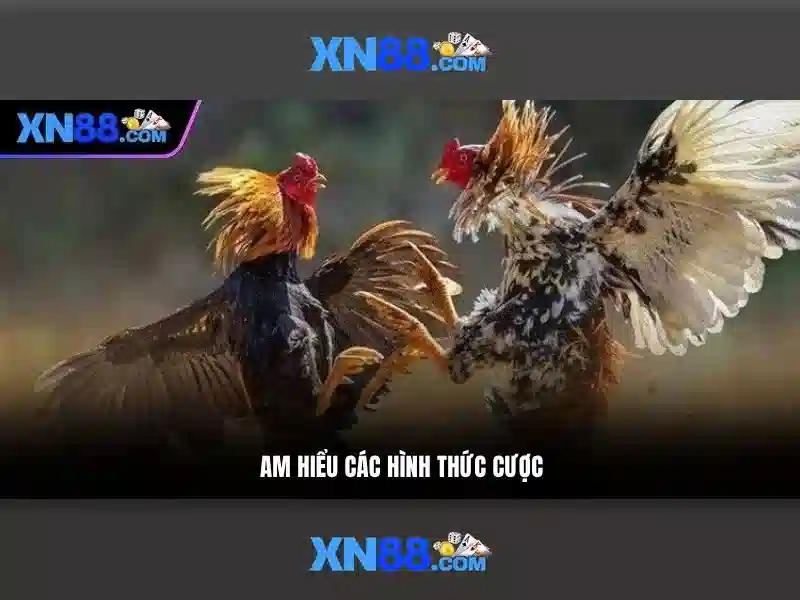 XN88 – Nền tảng giải trí và cá cược trực tuyến