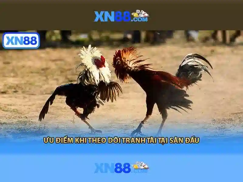 xn88 là một nền tảng giải trí và cá cược trực tuyến