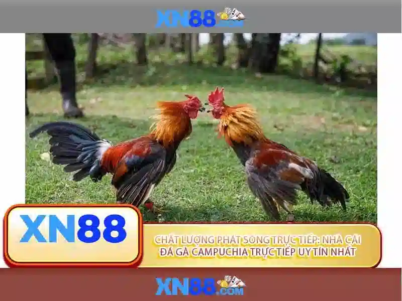 Xn88: Tổng quan về nền tảng cá cược trực tuyến