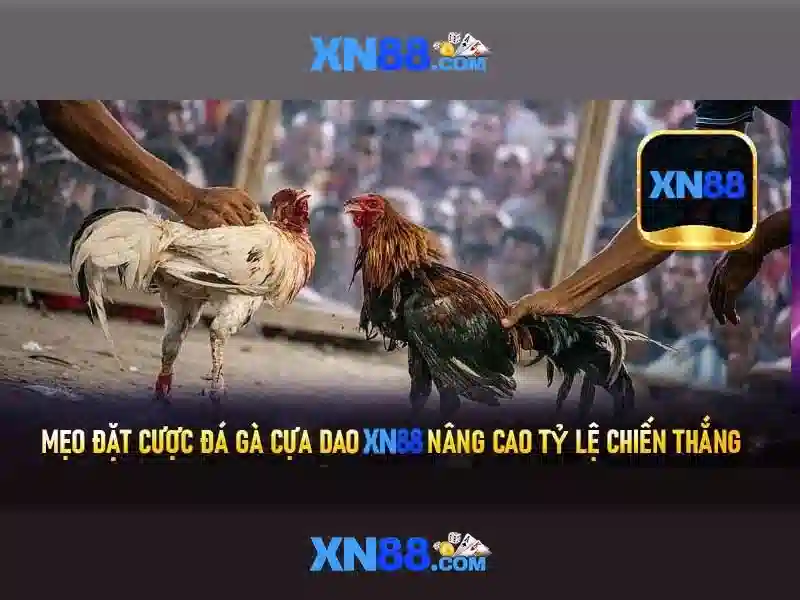 xn88: Giới thiệu và các điểm nổi bật