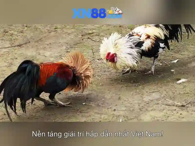 xn88: Nền tảng trực tuyến uy tín và tổng quan