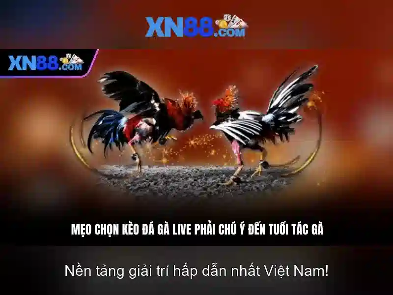Tổng quan về xn88: nền tảng giải trí trực tuyến tại Việt Nam