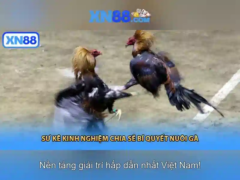 Giới thiệu về xn88